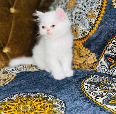 60 Days Kitten