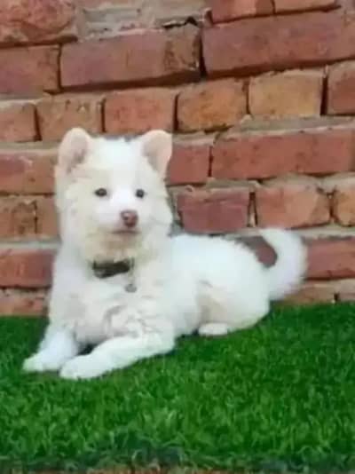 Russian puppy Dogs for sale 2 month age Whatsapp no 03291198929