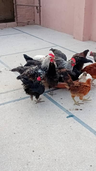 golden misri chicks. available fresh stock age 75 days fully vacinated