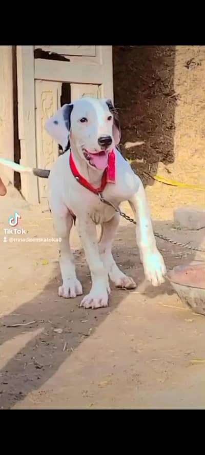 Pure Bully male Bacha available for sale