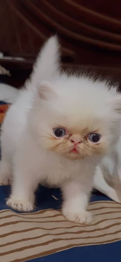 Cfa blood line kittens