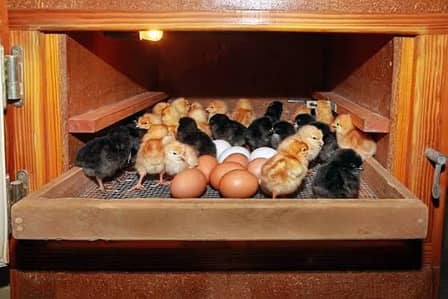 Egg Hatching Service Available - Andon se chooze nikalwayen