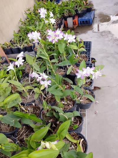 orchid flowers plants available for sell