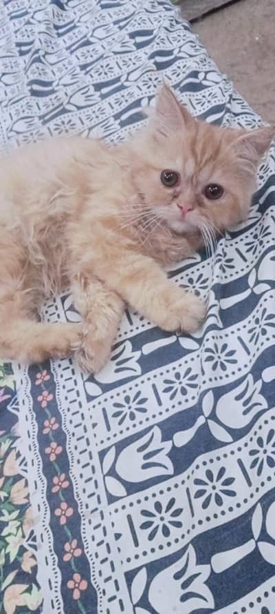 pershion kitten triple coated punch face very loveing and friendly kit