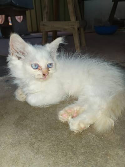 Persian Cat