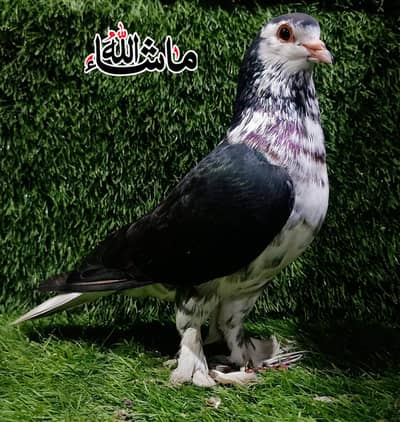 Lahori Sherazi Breder Male For Sale