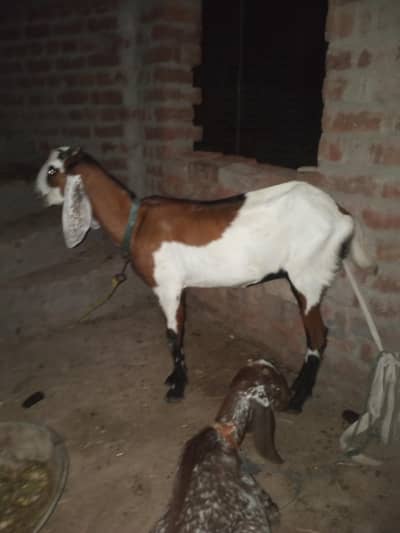 bakri or path for sale achi hight ma nasli bakri