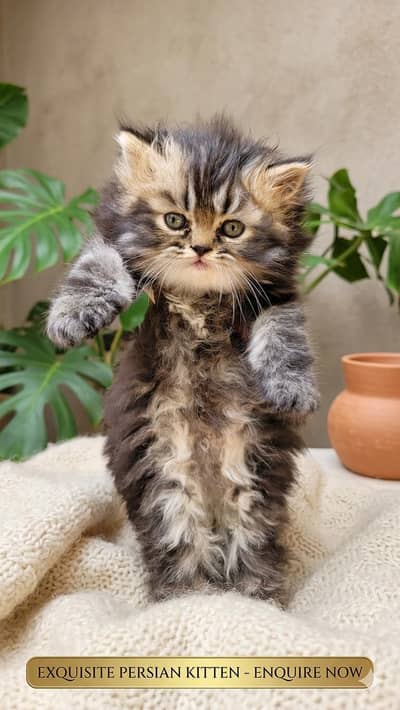 triple coated Female Kitten Available