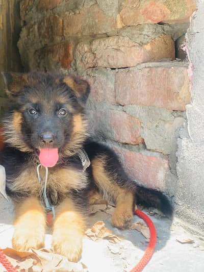 garam shpt male h full active long coat