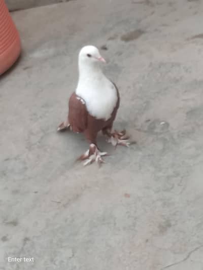 Lal karbalai