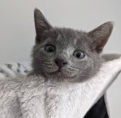 British Shorthair