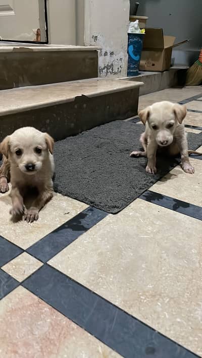 Brown Labrador puppies
