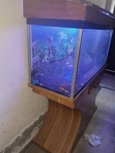 aquarium 