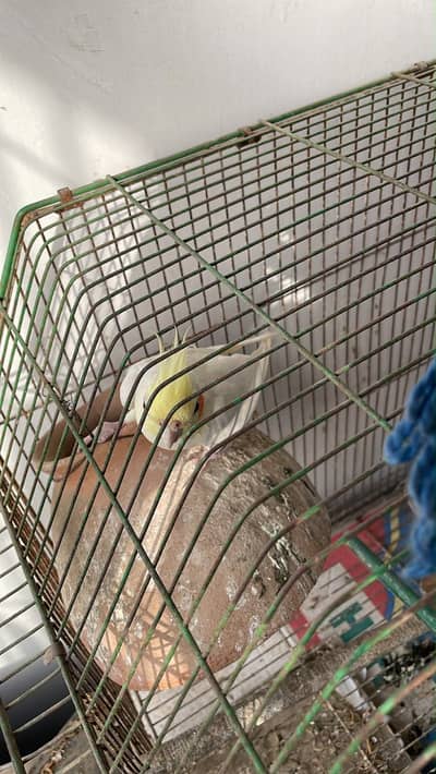 Cockatiel for sale