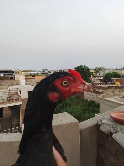 Aseel hen for sale