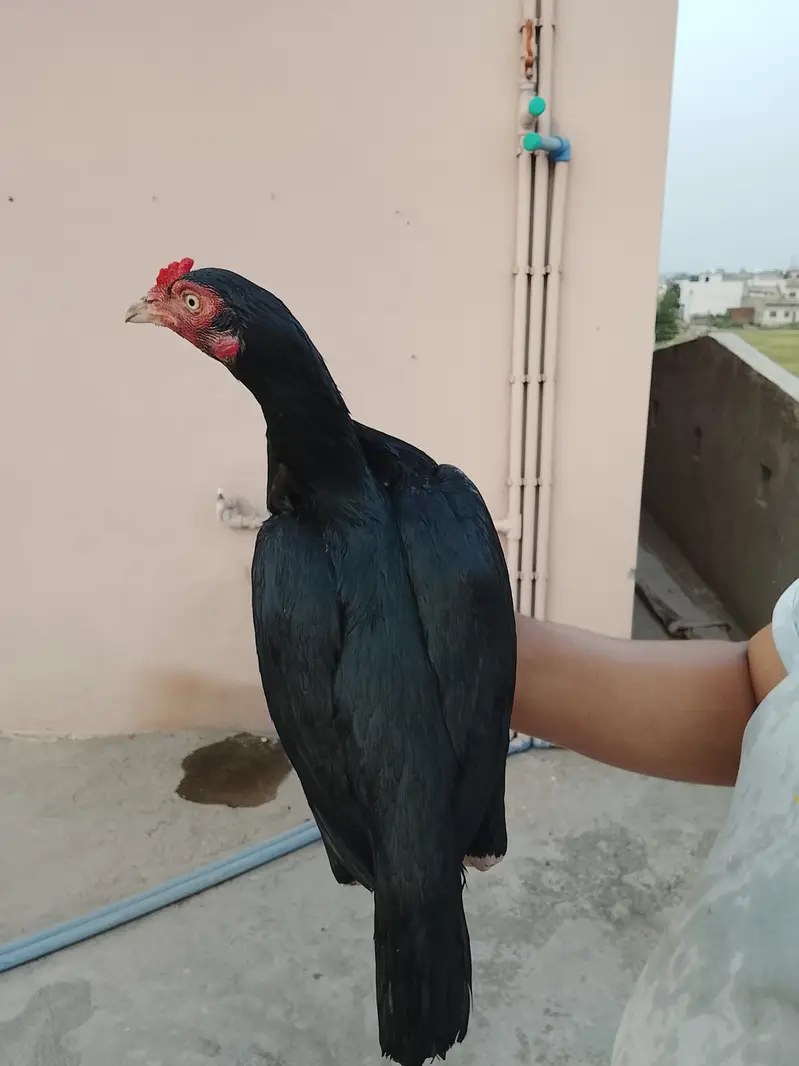 Aseel hen for sale — photo 2