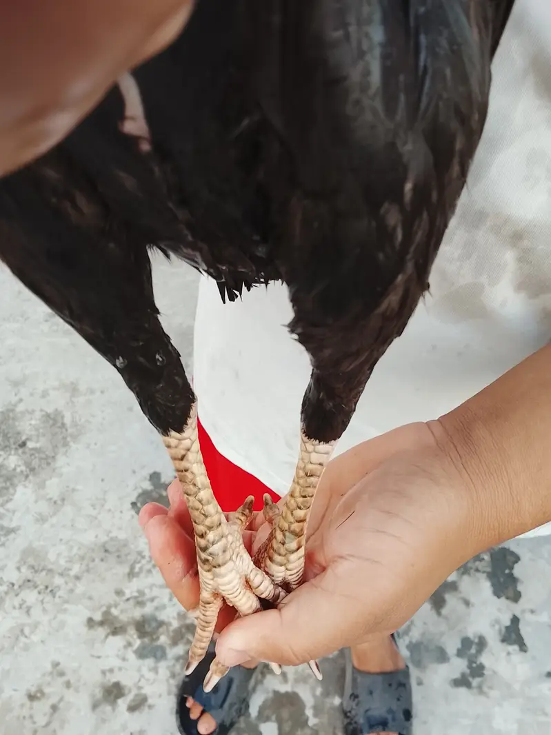 Aseel hen for sale — photo 3