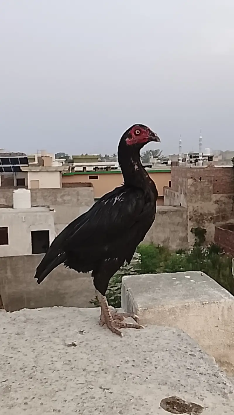 Aseel hen for sale — photo 4