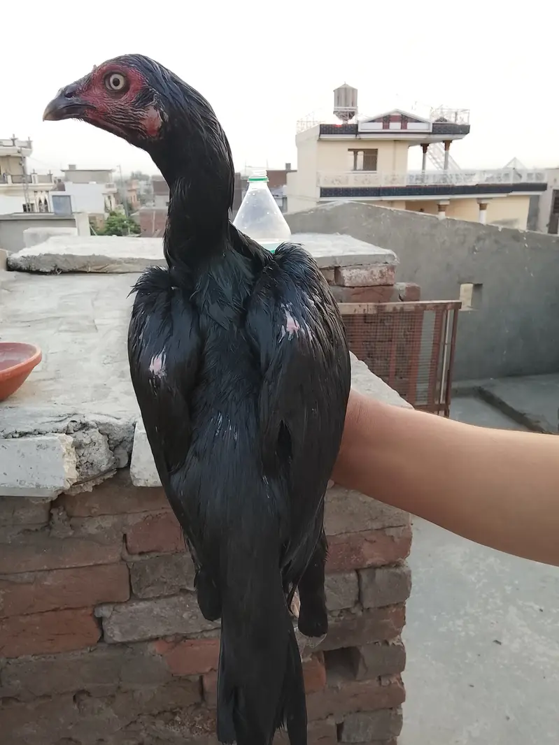 Aseel hen for sale — photo 6