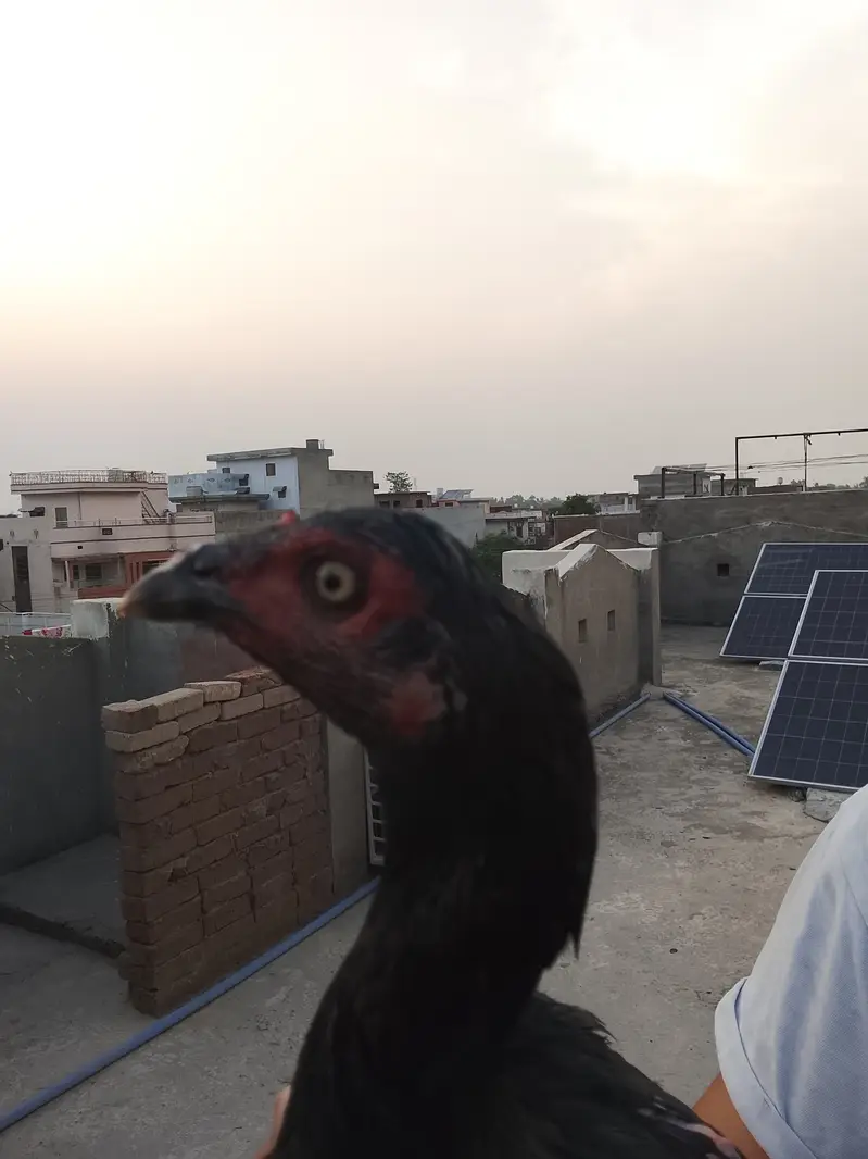 Aseel hen for sale — photo 7