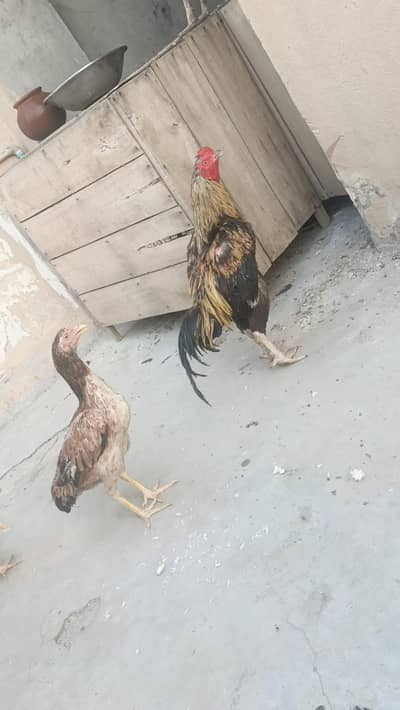 aseel pair