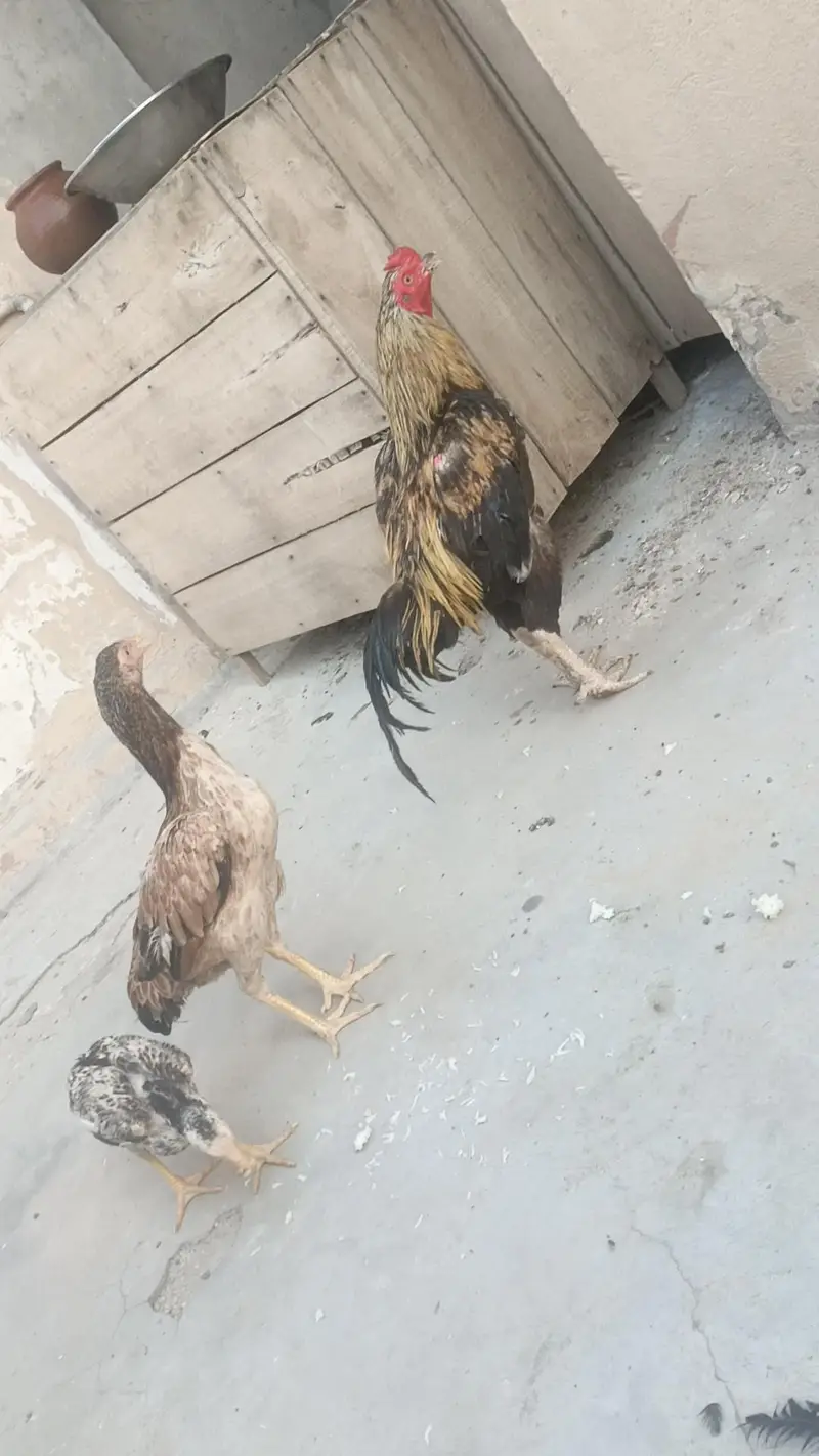 aseel pair — photo 2
