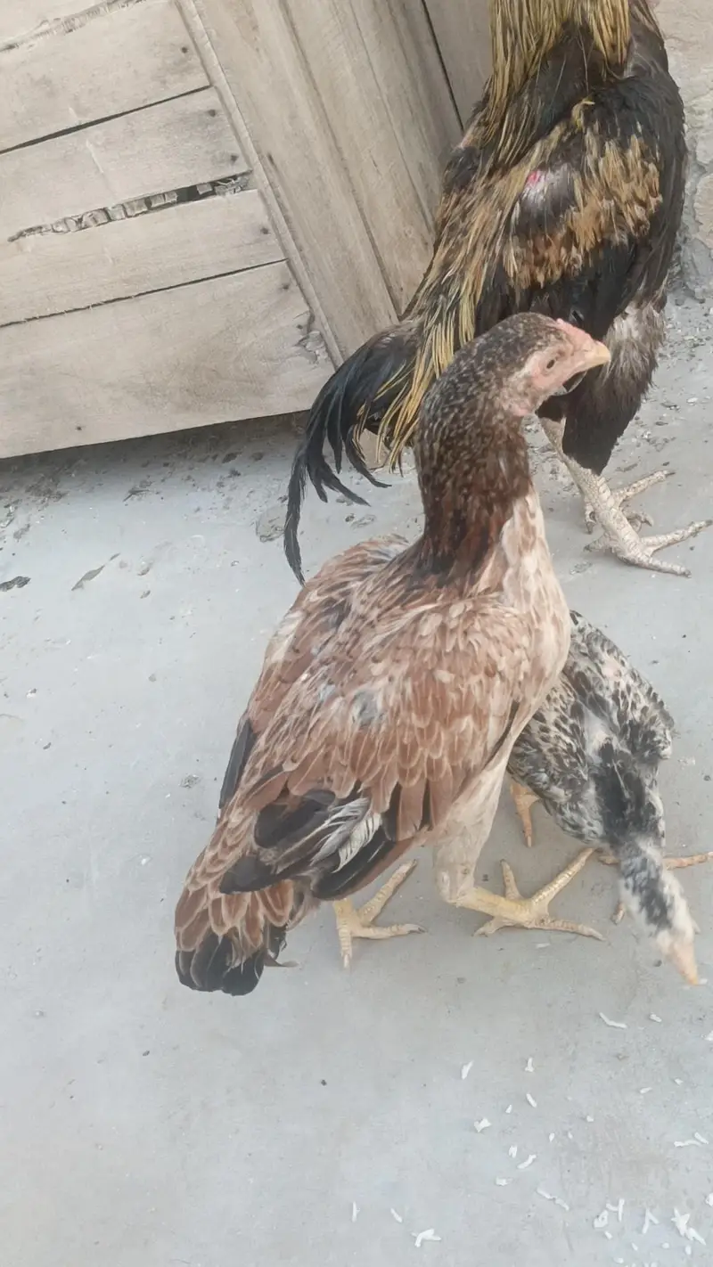 aseel pair — photo 3