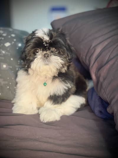 Shih tzu puppy