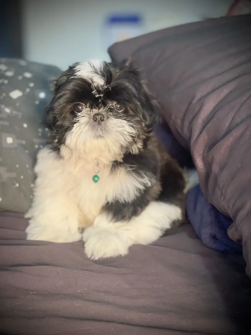 Shih tzu puppy