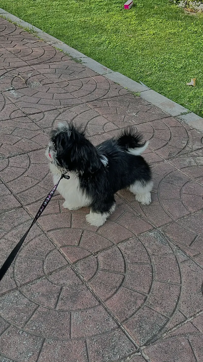 Shih tzu puppy — photo 2