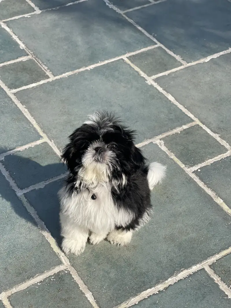 Shih tzu puppy — photo 3