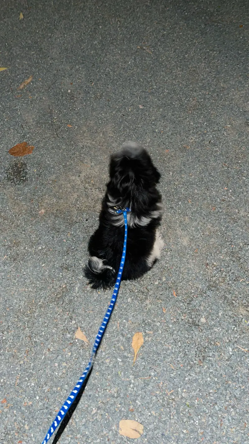 Shih tzu puppy — photo 4