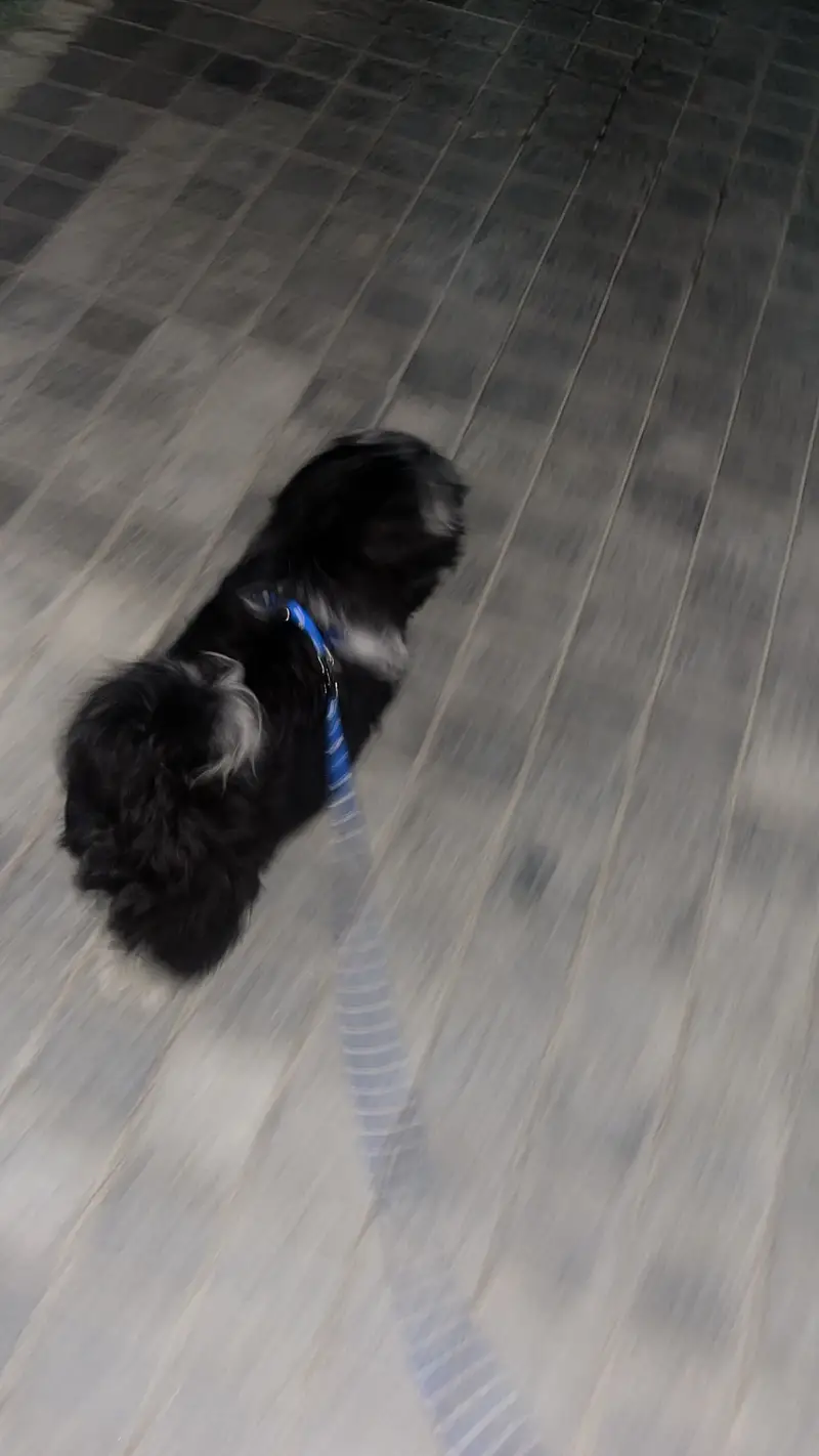 Shih tzu puppy — photo 5
