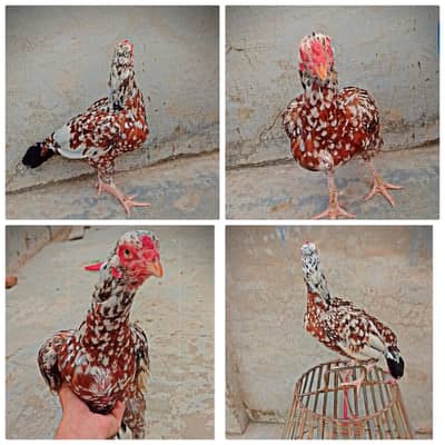 Pure Mianwali cheeni Madi