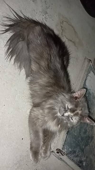 Persian cat