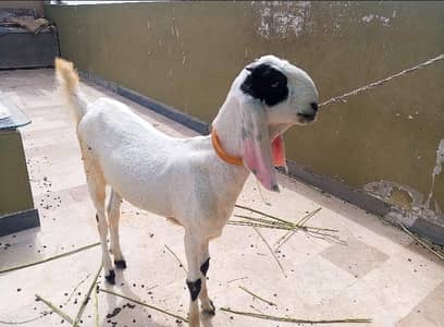  Bakra Aur Bakri Ka Pair Sale Ke Liye – Healthy & Well Maintained