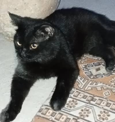 Bombay cat