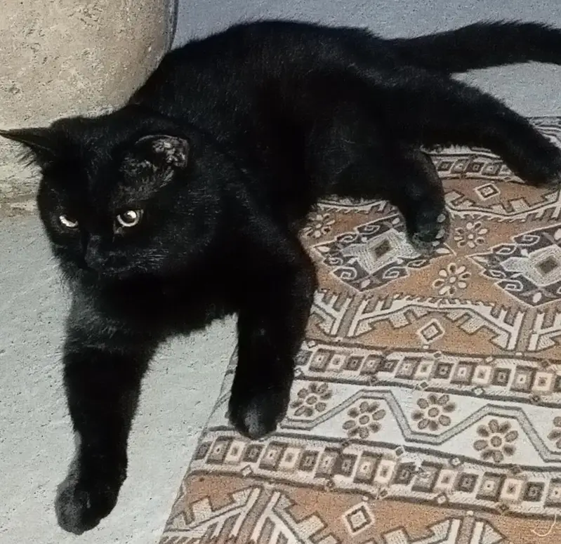 Bombay cat — photo 2