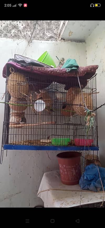 finches ND albino lovebirds with cage