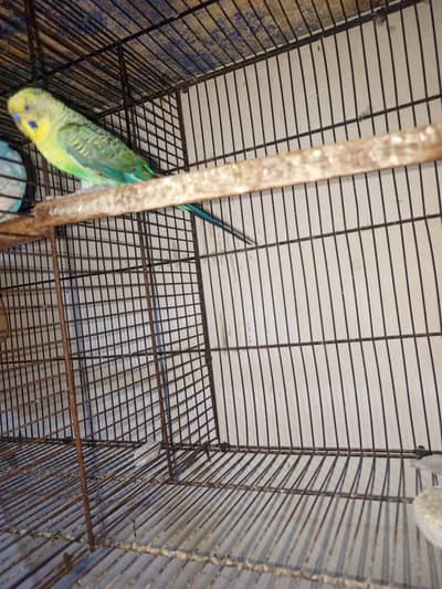 Budgies Black Vin breeder pair