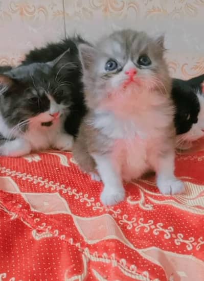 high quality kitten for sale