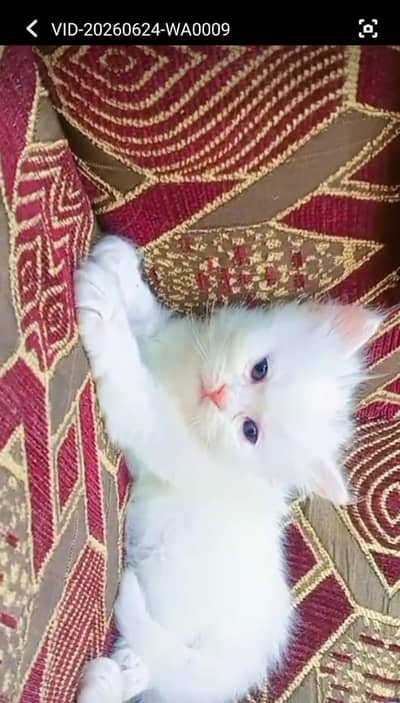 high quality kitten for sale
