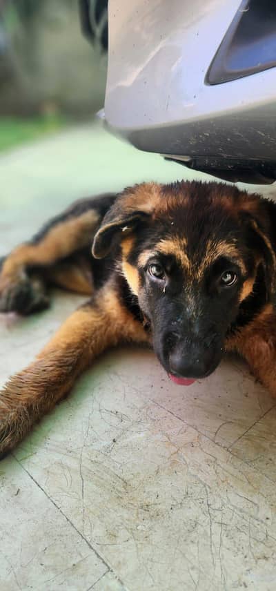 German shepherd pedigree 4 month puppy