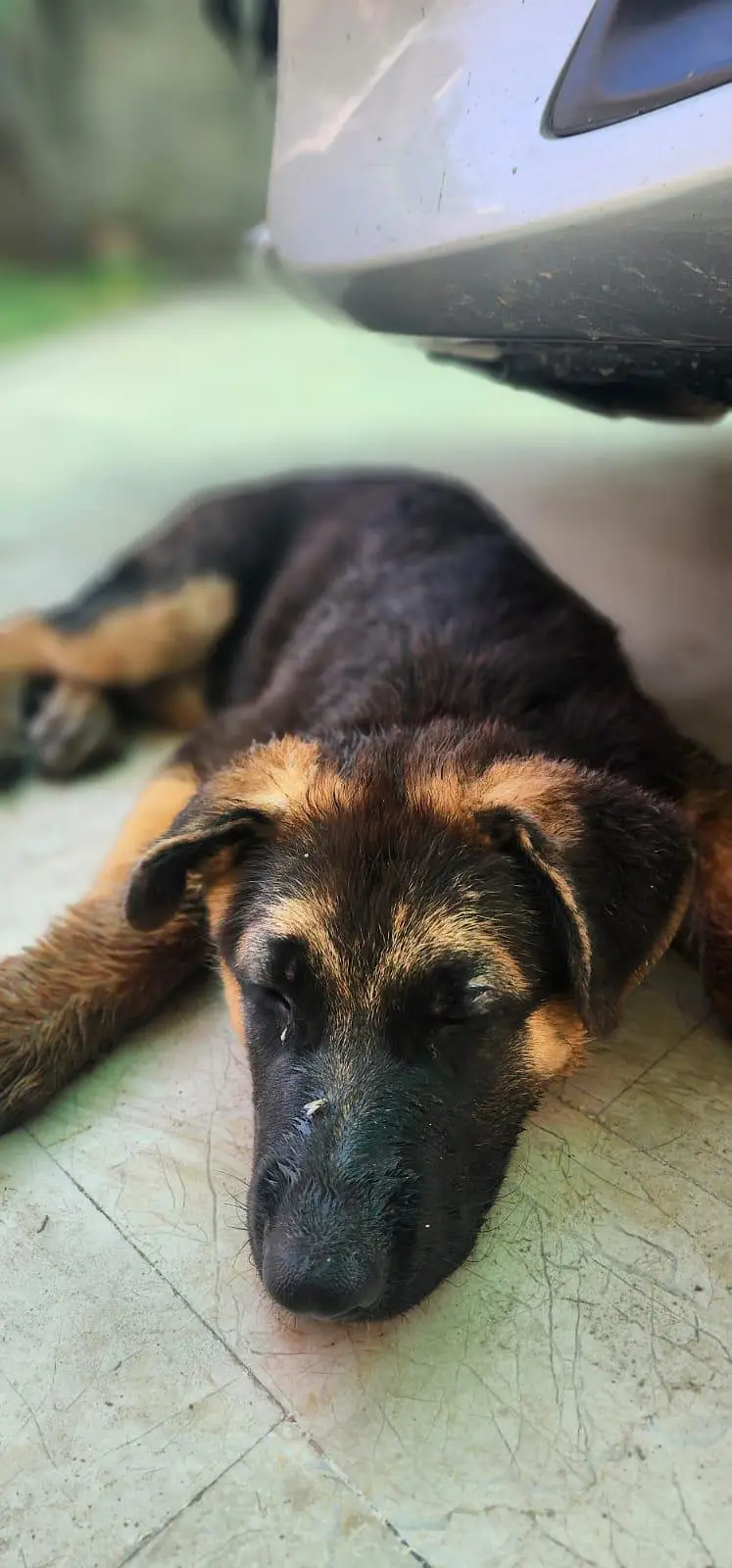 German shepherd pedigree 4 month puppy — photo 2