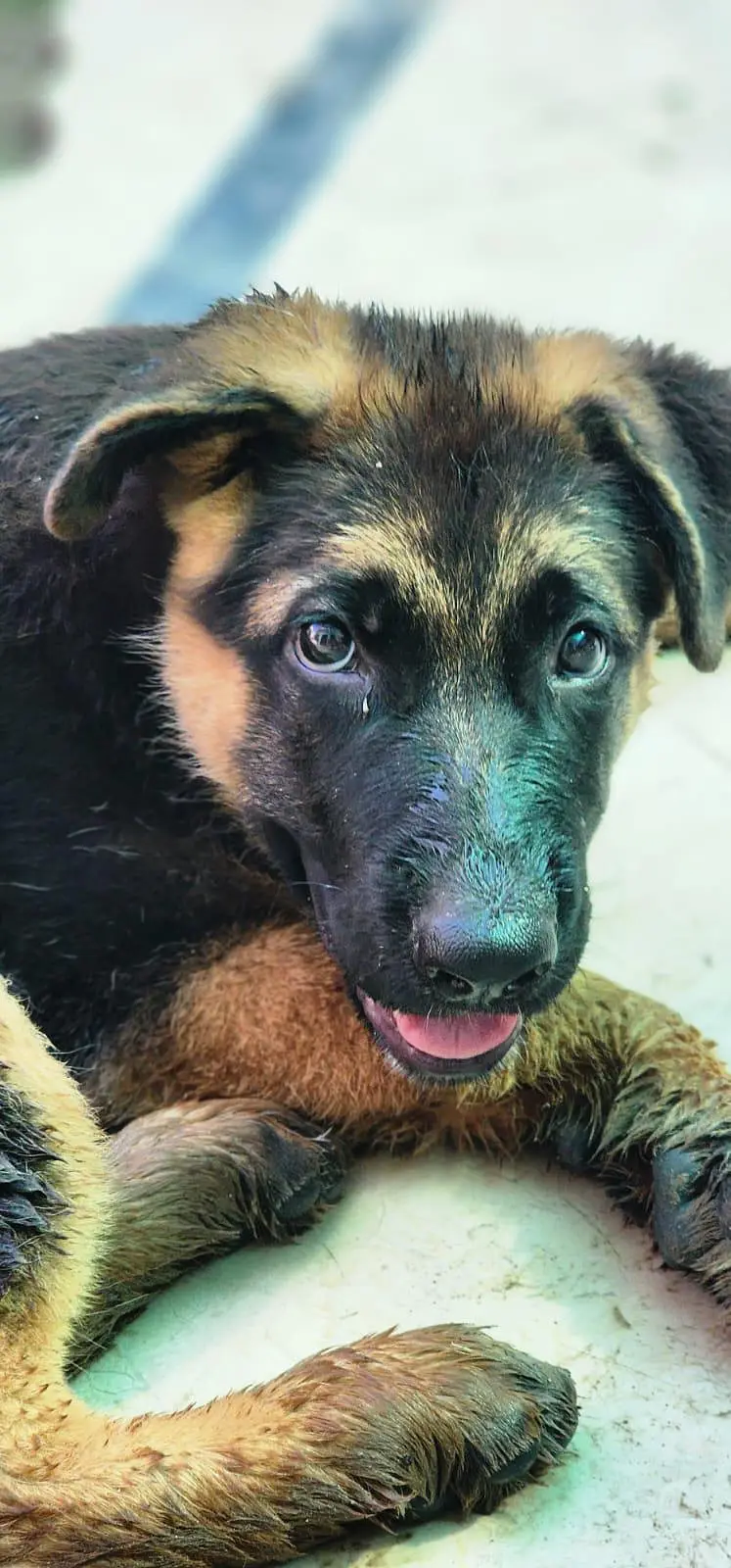 German shepherd pedigree 4 month puppy — photo 3