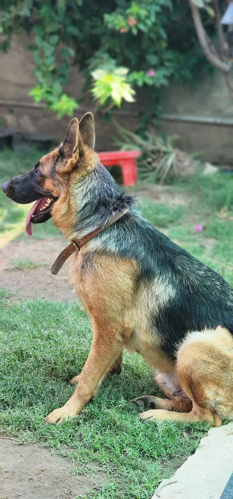 German shepherd pedigree 4 month puppy — photo 6