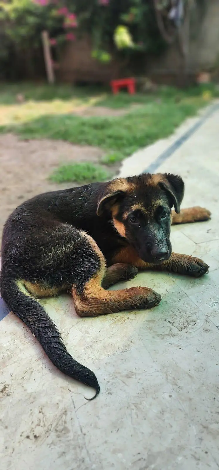German shepherd pedigree 4 month puppy — photo 7