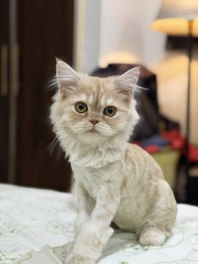 Persian kitten for sale