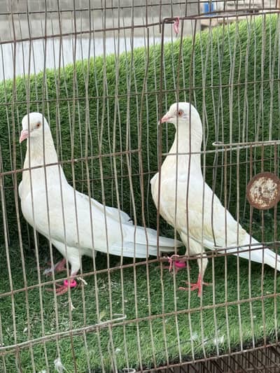 pattii wale parwazi
