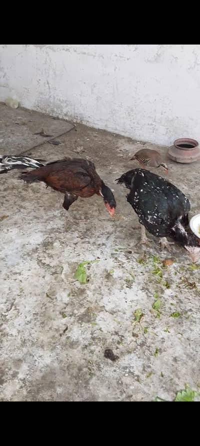 2 pathy or 4 murghian for sale location Attock city